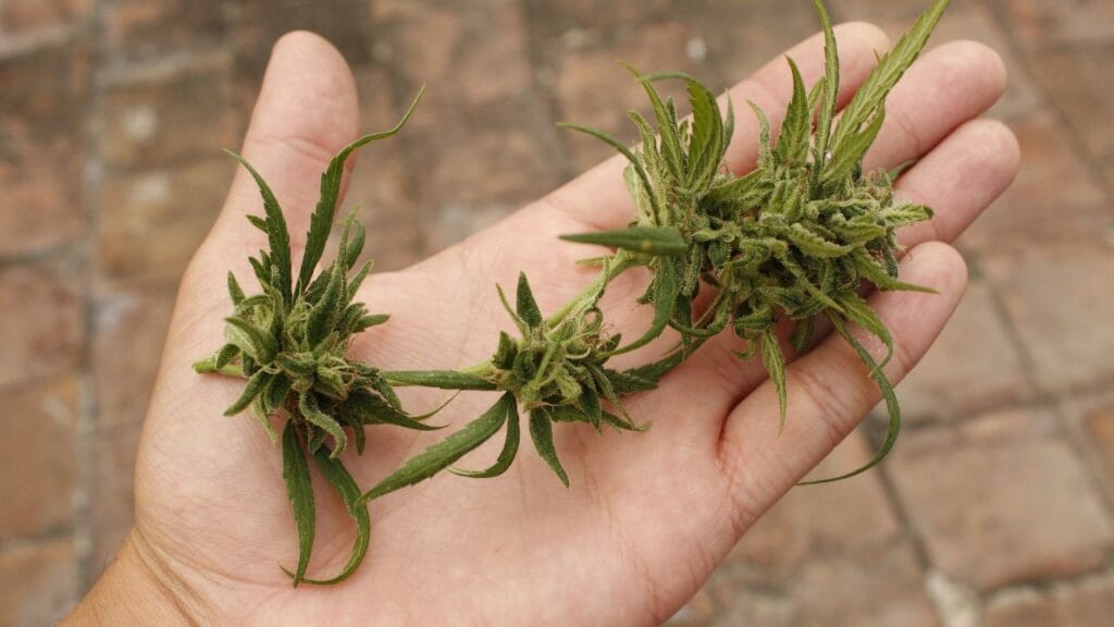 How-Medical-Marijuana-Can-Help-Digestive-Disorders