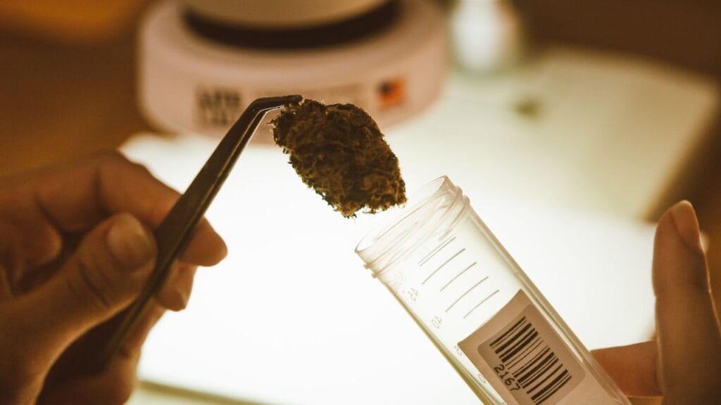 Understanding-Maryland-Medical-Cannabis-Program