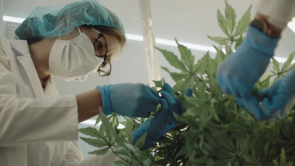 Understanding-Medical-Marijuana-in-Maryland