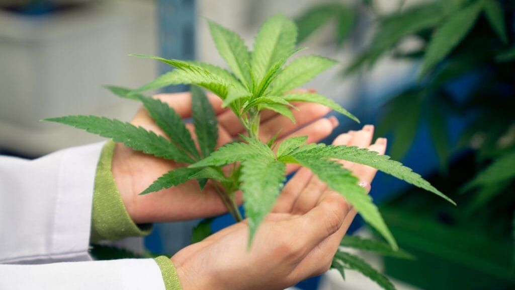 getting-started-medical-marijuana-ibd